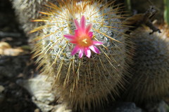 Mammillaria dixanthocentron