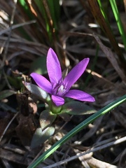 Gentianella anisodonta