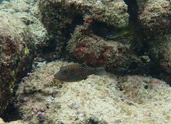 Canthigaster amboinensis