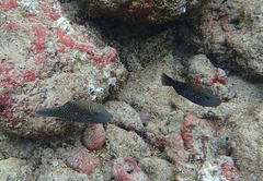 Canthigaster amboinensis