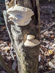 Pseudospongipellis unicolor