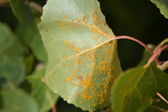 Melampsora occidentalis