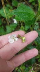 Klaprothia mentzelioides