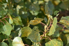 Melampsora occidentalis