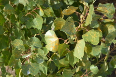 Melampsora occidentalis