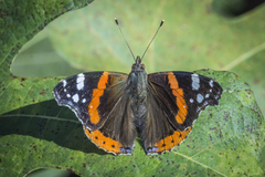 Vanessa atalanta