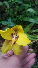 Cyrtochilum macranthum