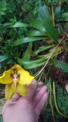 Cyrtochilum macranthum