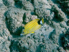 Chaetodon fremblii