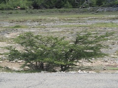 Vachellia tortuosa