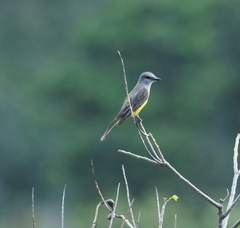 Tyrannus niveigularis