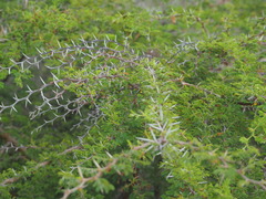 Vachellia tortuosa