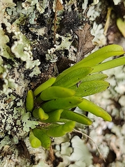 Acianthera sonderiana