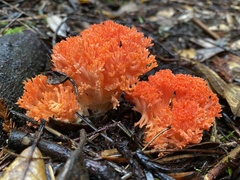 Ramaria stuntzii