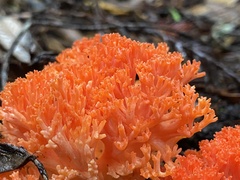 Ramaria stuntzii