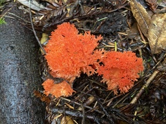 Ramaria stuntzii