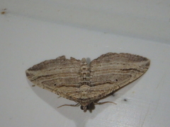 Costaconvexa polygrammata