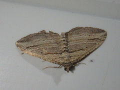 Costaconvexa polygrammata