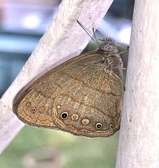Hermeuptychia atalanta