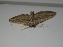 Costaconvexa polygrammata