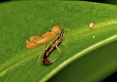 Idolothrips