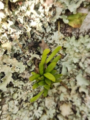 Acianthera sonderiana