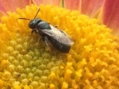 Zadontomerus