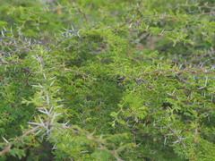 Vachellia tortuosa