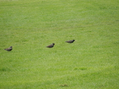 Sturnus vulgaris