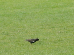 Sturnus vulgaris