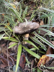 Agaricus buckmacadooi