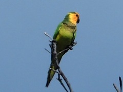 Eupsittula pertinax xanthogenia