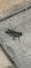 Acrididae