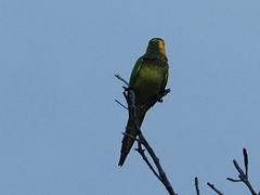 Eupsittula pertinax xanthogenia