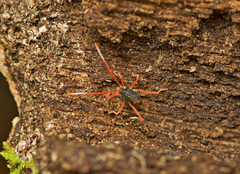 Eupodina