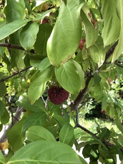 Cornus capitata
