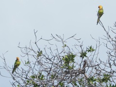Eupsittula pertinax xanthogenia