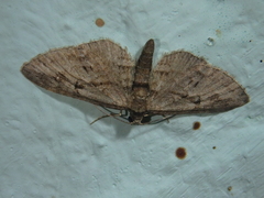 Eupithecia ericeata