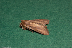 Ichneutica infensa