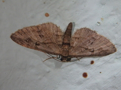 Eupithecia ericeata