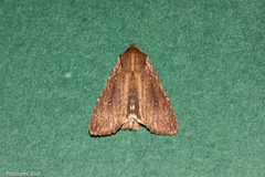 Ichneutica infensa