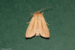 Ichneutica semivittata