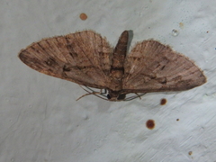 Eupithecia ericeata