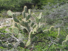 Opuntia caracassana