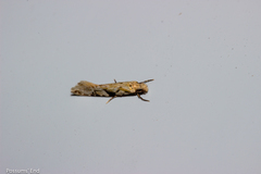 Crypsitricha mesotypa