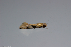 Crypsitricha mesotypa