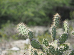 Opuntia caracassana