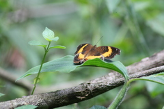 Junonia elgiva
