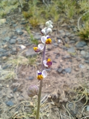 Monnina dictyocarpa