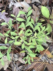 Vaccinium tenellum